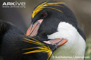 Illustration for article titled Flightless Friday - Eudyptes chrysolophus Edition